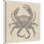 «Crab I» par Sia Aryai, reproduction d'art sur toile encadrée-120721367