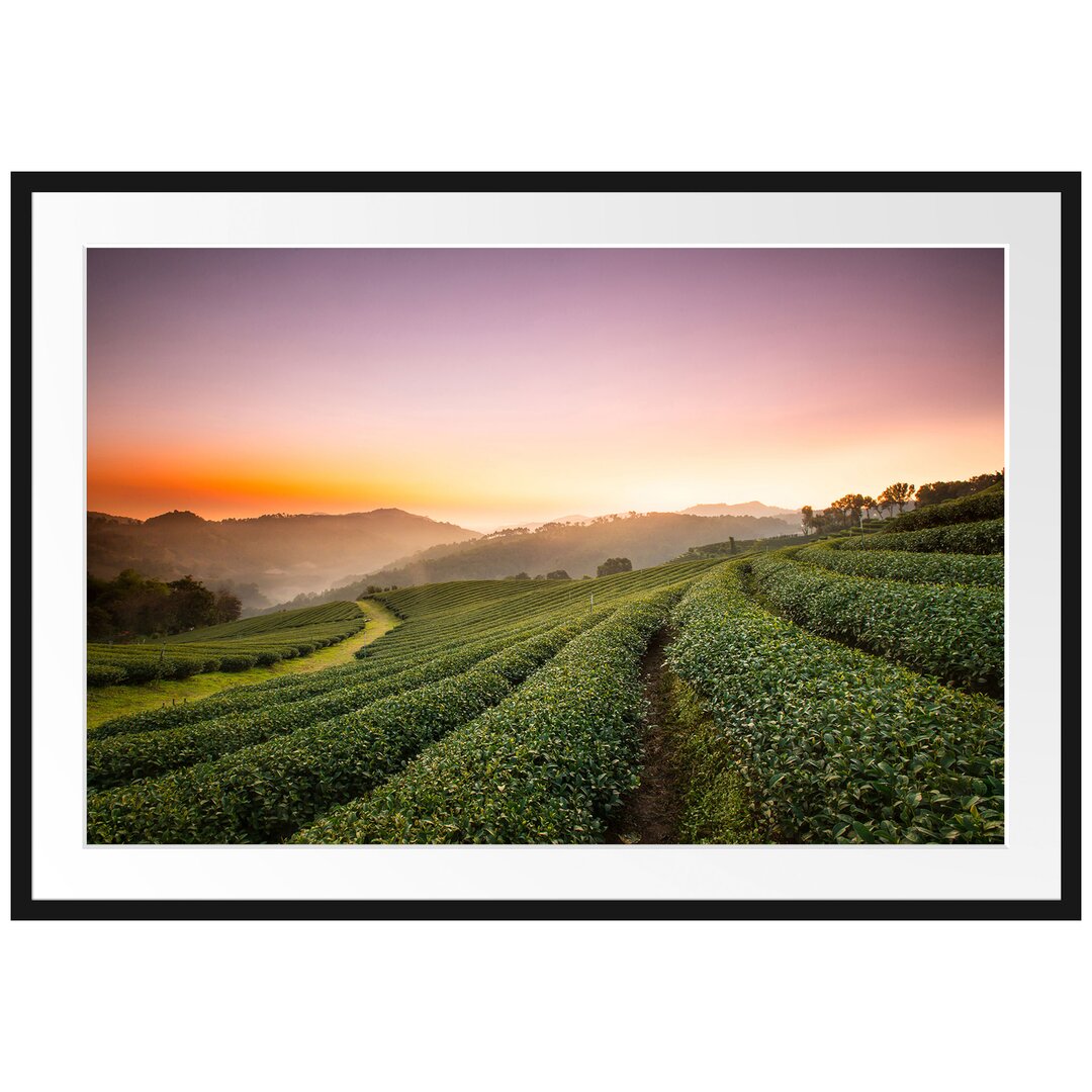 Teeplantage Sonnenaufgang Gerahmter Fotokunstdruck Poster