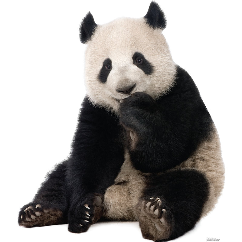 57'' Animals Cardboard Standup
