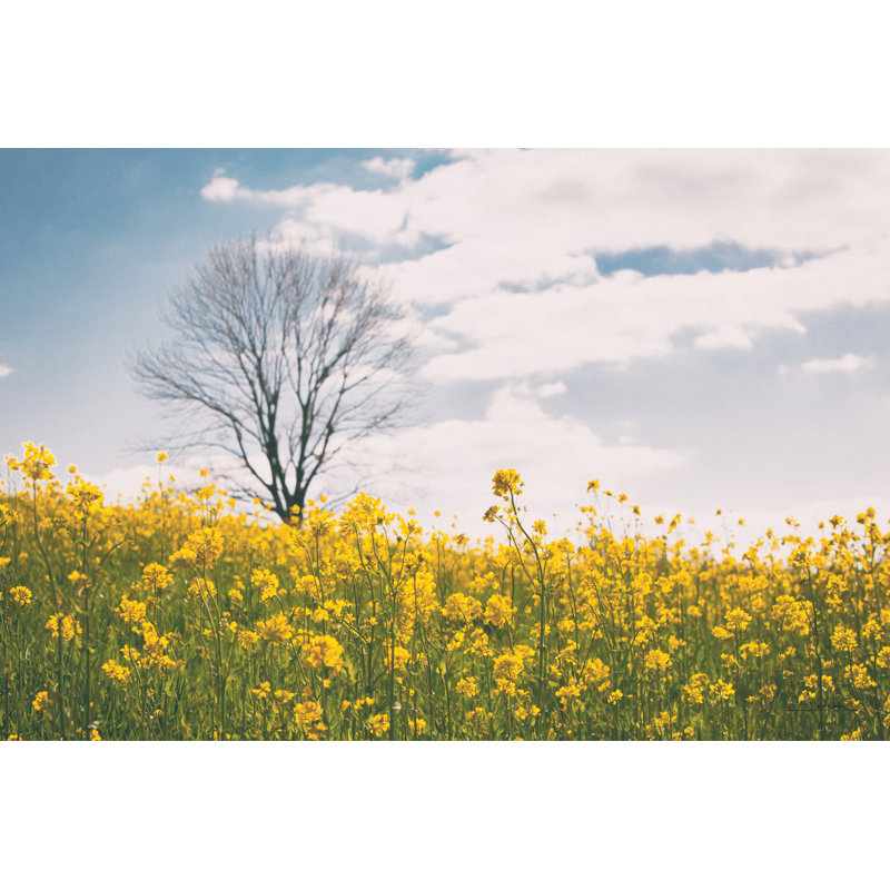 «Spring Meadow» par Aledanda - photographie sur toile tendue, H 32 po x l 48 po x P 1,25 po