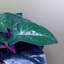 Artificial Ficus Plant in Ceramic Planter
