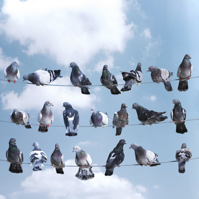 Flock of Birds Lined Up on Electrical Wires by Bonetta