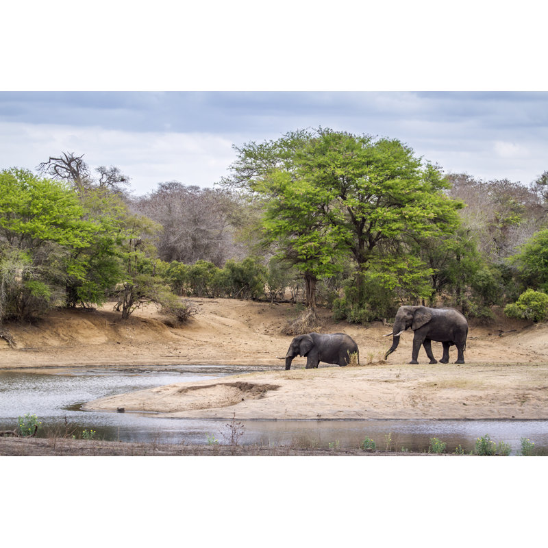 African Bush Elephant by Utopia_88 - Wrapped Canvas Print, 30cm H x 46cm W