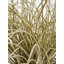 57cm Faux Reed Grass in Ceramic Pot