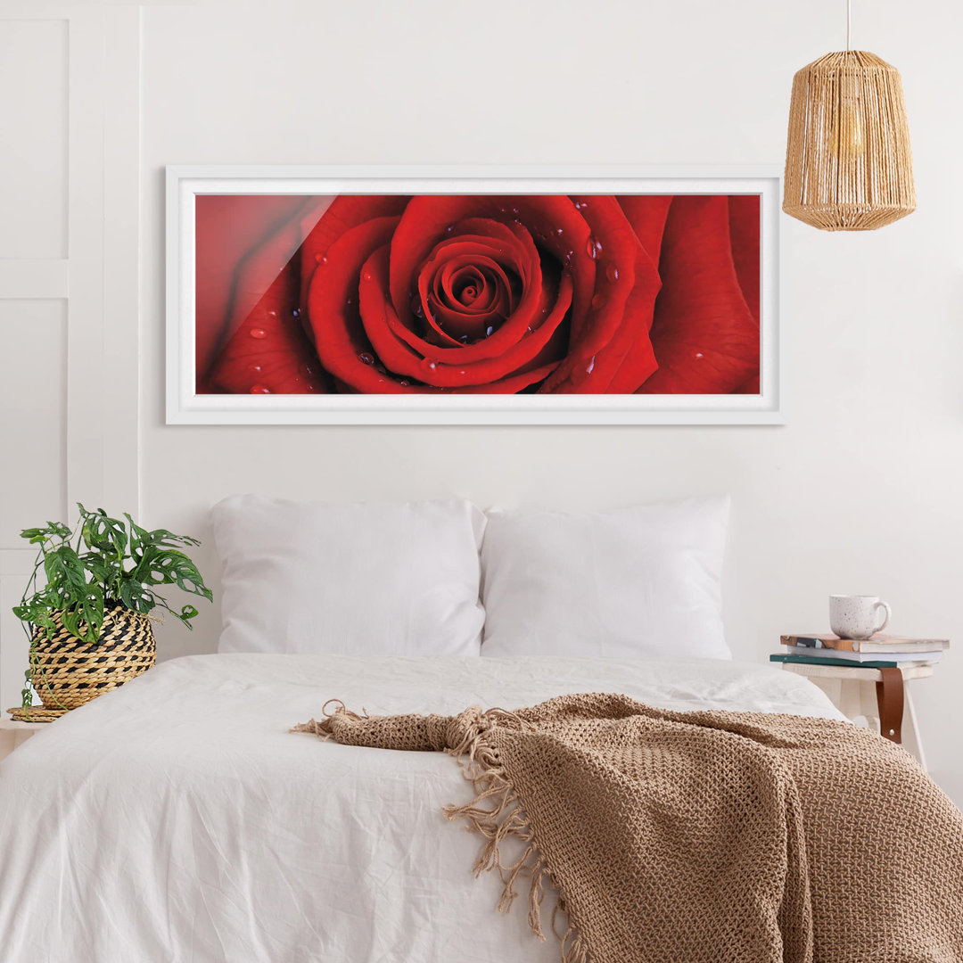 Gerahmtes Poster Rote Rose mit Wasser-Tropfen