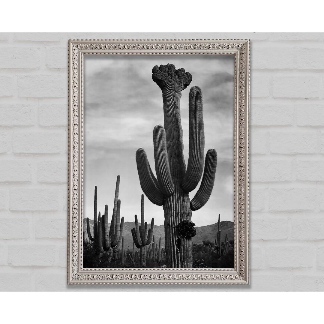 Ansel Adams Kaktus im Saguaro National Monument in Arizona B N W - Druck