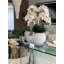 Phalaenopsis Orchid Floral Arrangement in Pot-1766237168