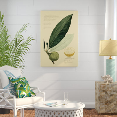 Descubes Tropical Fruits III by A. Descubes - Painting on Canvas