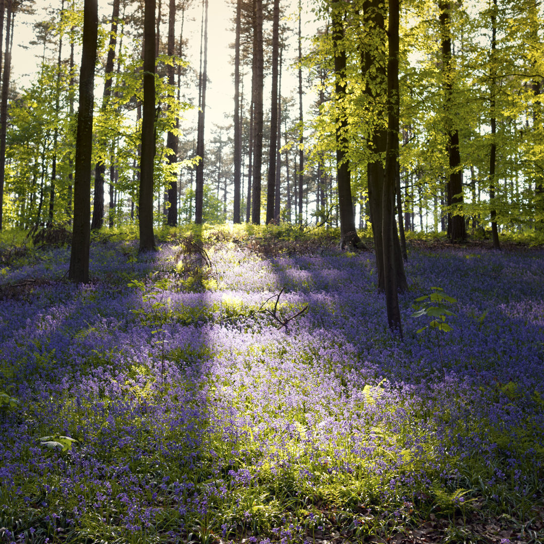 Bluebells In The Forest von Brytta - Kunstdrucke auf Leinwand