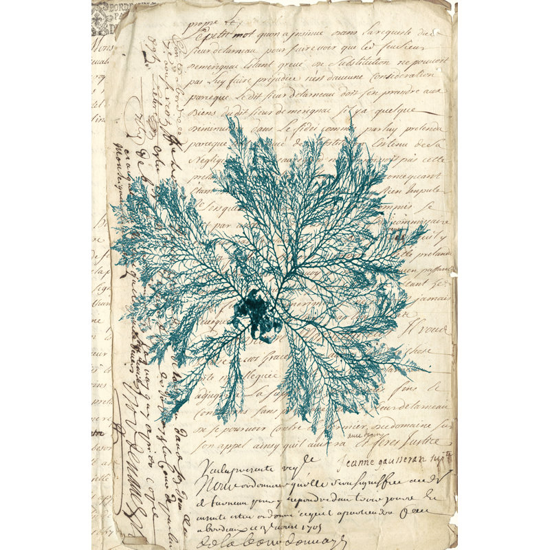 Vintage Teal Seaweed VI by Vision Studio - Wrapped Canvas Painting, 46cm H x 30cm W