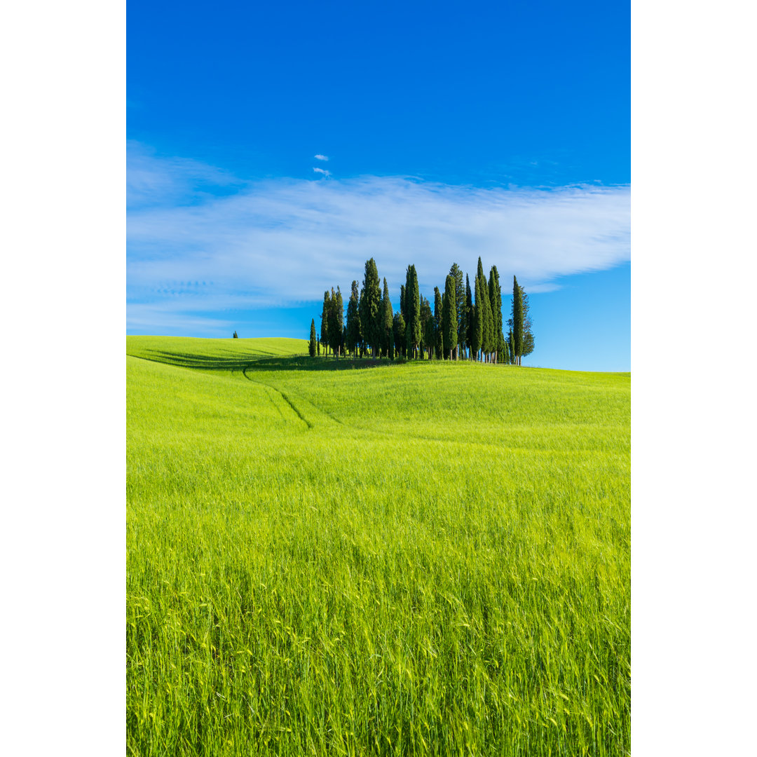 Cypress Trees Field von Fani Kurti - Leinwandbild