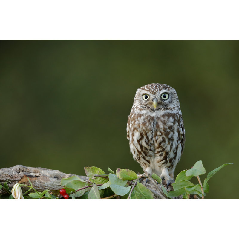 The Little Owl - Wrapped Canvas Print, 20cm H x 30cm W x 3.8cm D