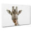 Curious Giraffe Painting - Wrapped Canvas-56654657