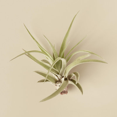 House Plant Shop Live Foliage Plant