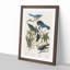 Magpie, Crow & Jay Birds by John James Audubon - Framed Print-55576615-55576616