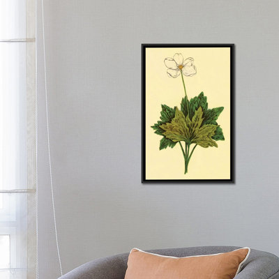 " Anemone " by PI Collection