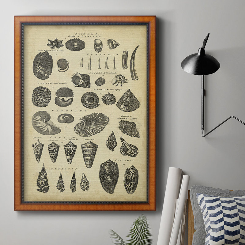 Étude de coquillages II, toile encadrée de qualité supérieure - prête à être accrochée, H 36 po x l 24 po x P 2,5 po