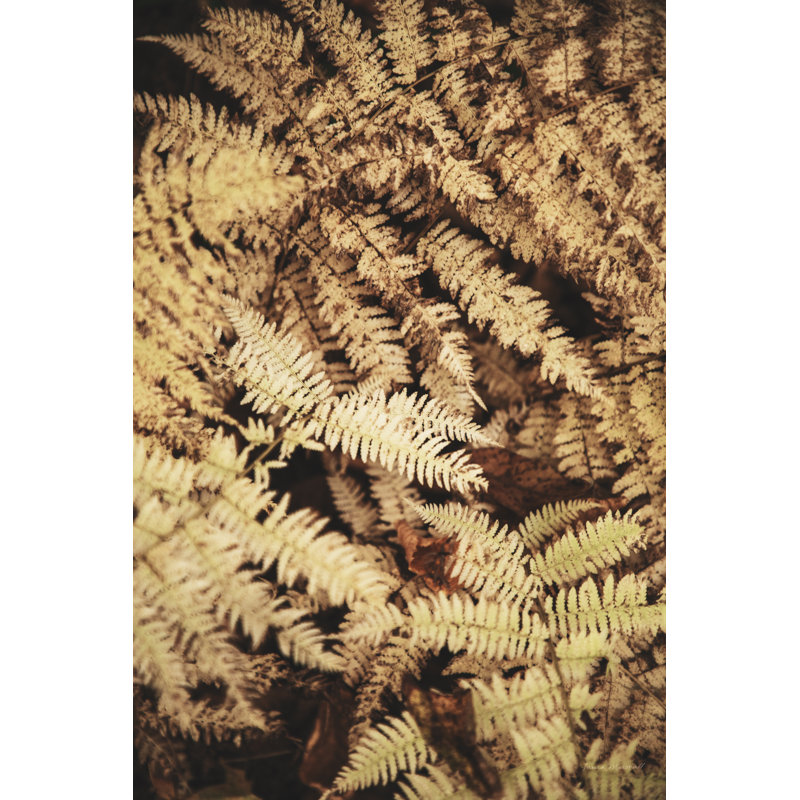 Autumn Ferns II by Laura Marshall - Wrapped Canvas Print, 30cm H x 20cm W x 3.8cm D