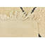 Tapis ivoire Julian