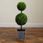 36 plantes