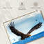 Aigle en vol-1366346630