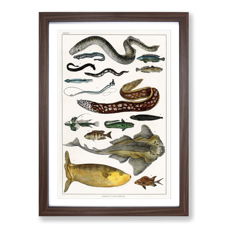 Various Fishes XXXIV by Oliver Goldsmith - Picture Frame Painting Print, Walnut Framed, 36cm H x 48cm W x 2cm D