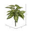 Jet dieffenbachia