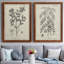 Antique botanique noir et blanc antique - ensemble de 2 reproductions d'art-672527105-672527116-686387518