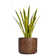 Panama 40" Snake Plant in Planter