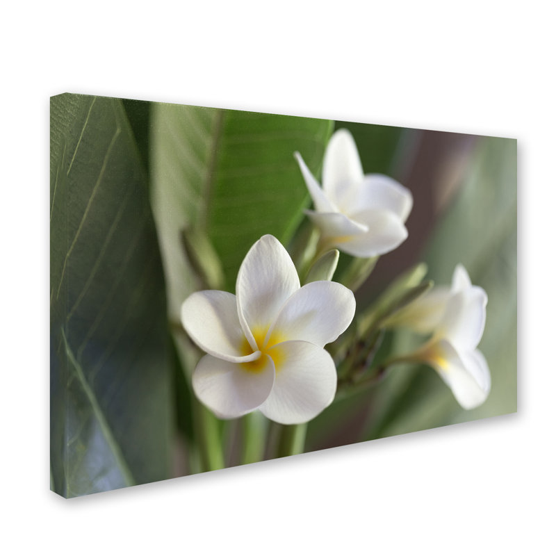 Fabrizzio "Plumeria Bloom" by Pierre Leclerc Photographic Print on Wrapped Canvas, 30" H x 47" W x 2" D