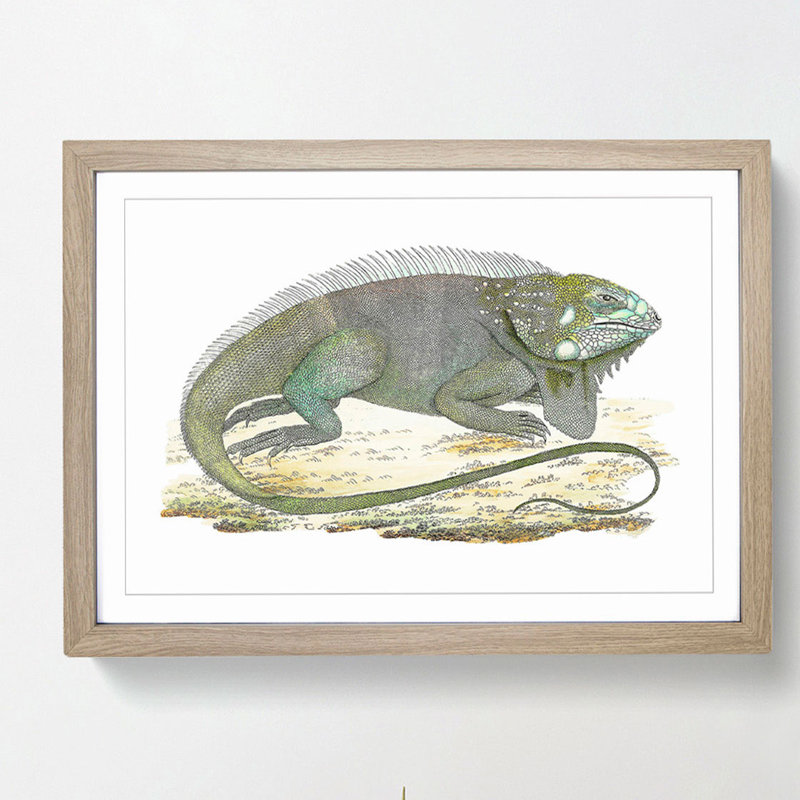 Iguana by George Shaw - Framed Print, 36cm H x 48cm W x 2cm D, Oak Framed