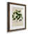 Papier, cadre noyer
