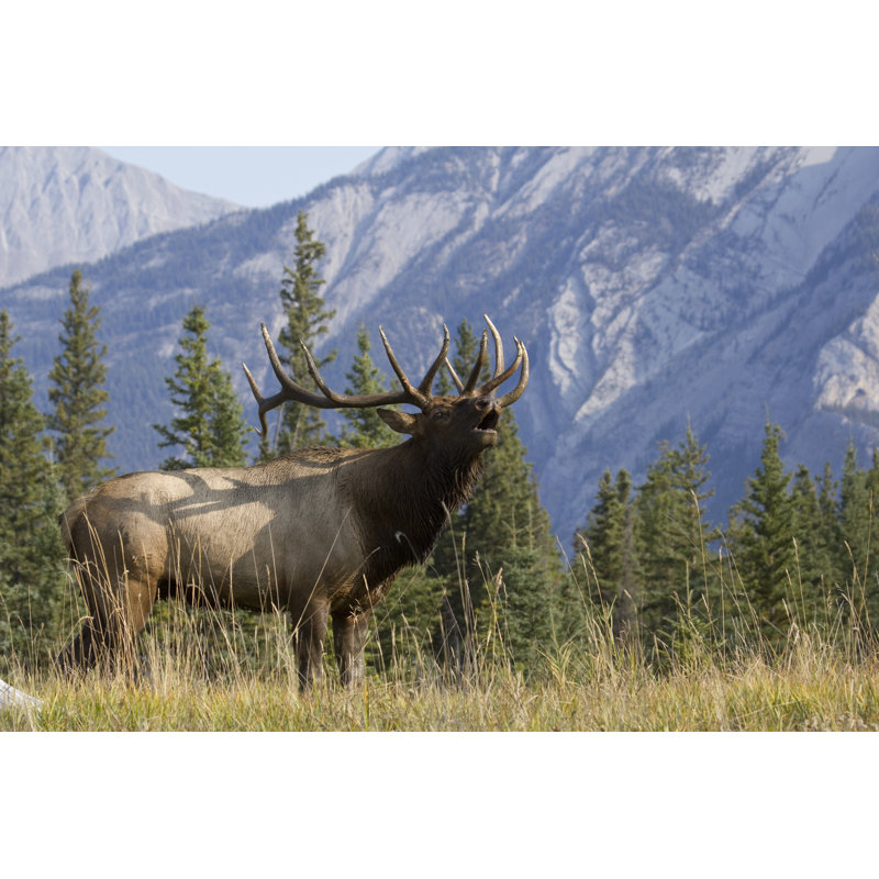 Bull Elk Buglage par Ironman100 - Photographie sur toile tendue, H 24 po x l 36 po