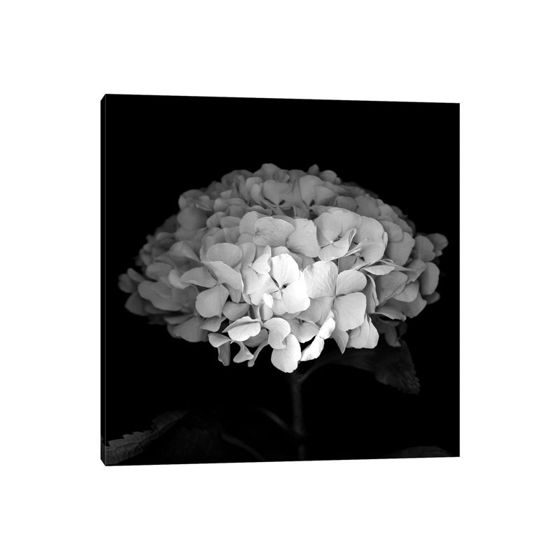 Hydrangea VI by Magda Indigo - Wrapped Canvas Print, 30.48cm H x 30.48cm W x 1.91cm D