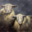 «Sheeps», reproduction sur toile-27974989-101290658