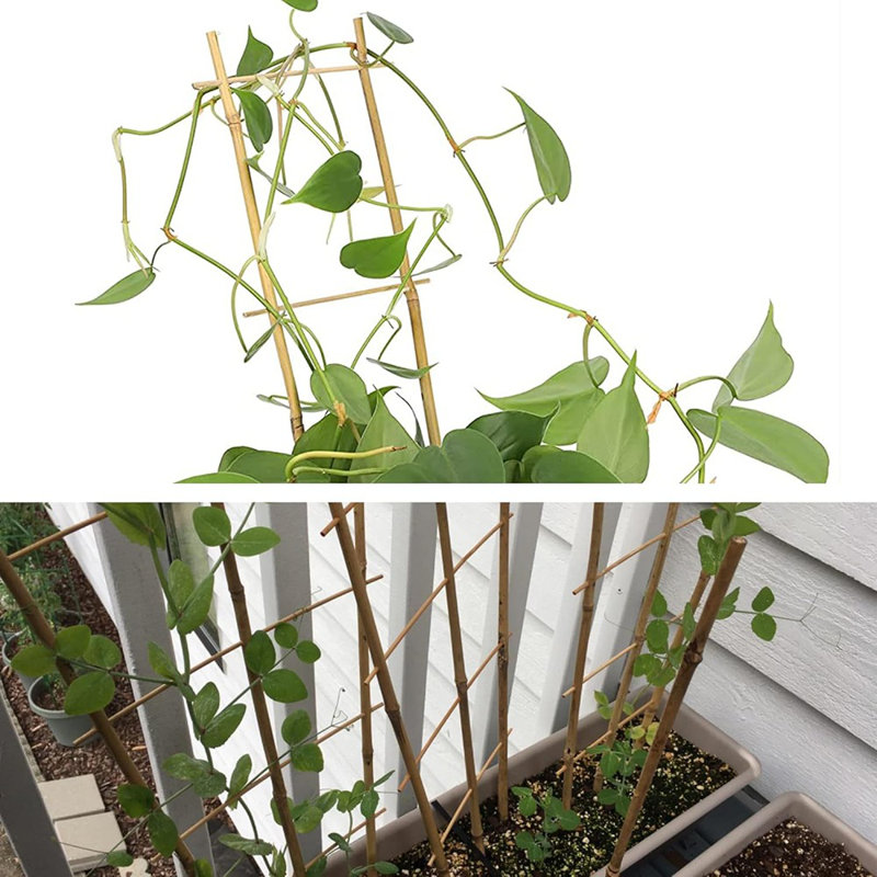 Paquet de 10 treillis en bambou naturel pour plantes grimpantes ...