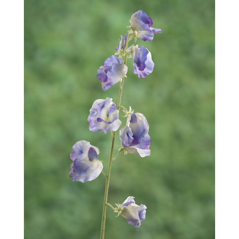 Sweet Pea, Lilac