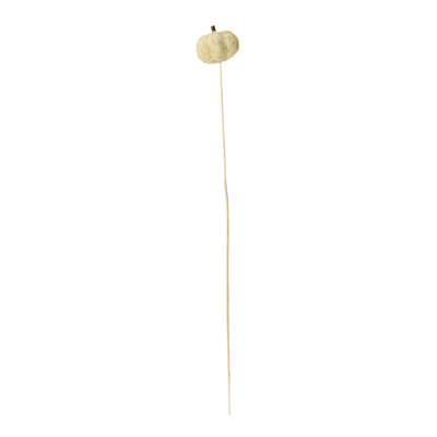 Panna citrouille sur tige