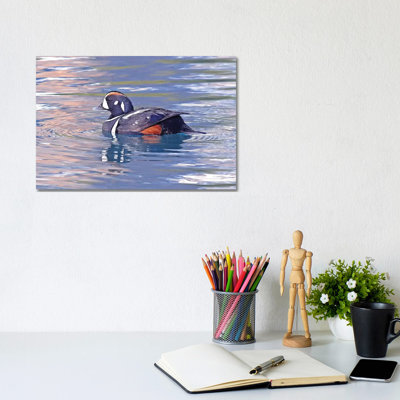 Harlequin Duck by Brian Wolf - Wrapped Canvas Print