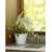 Lorna Ceramic Pot Planter with Saucer