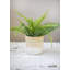 KitchenCraft Bamboo Planter, White Ombré Design