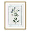 Colombe Shabby Elegance Botanical II - Art encadré-72514472-72514482
