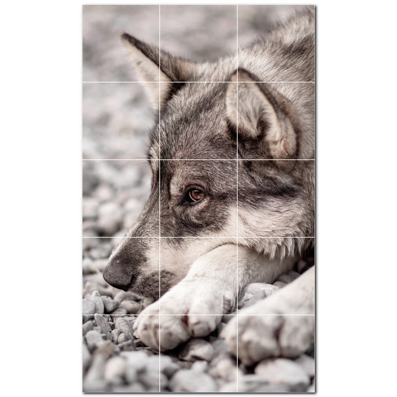 Photo de loup 12 x 12