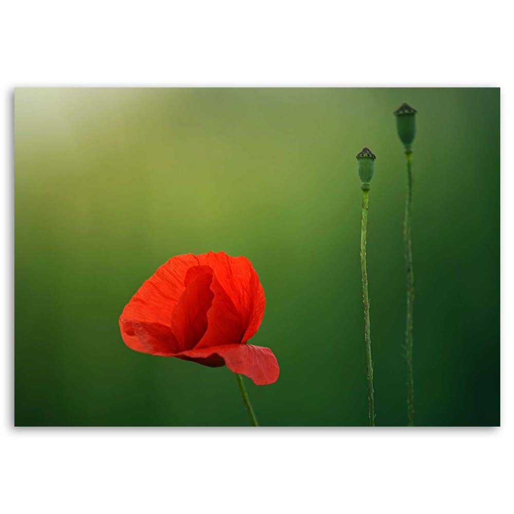 Leinwandbild Red Poppies Nature