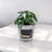 Hosley Set of 2 Metal Pail with Chalkboard and Plastic Liner 7" Dia x 6" H. Ideal Gift for Floral Arrangements Wedding House Warming Floral Planter DIY Craft Home Office Party Garden Patio-1132185249-1132185248