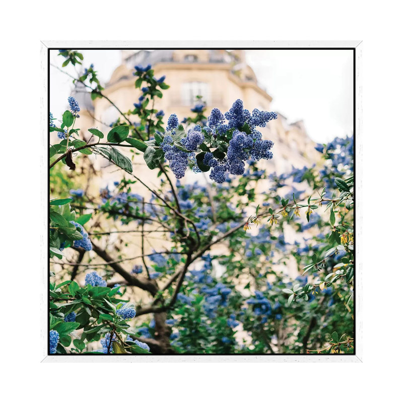 Paris Garden IV by Bethany Young - Print on Canvas, White Framed, 66.04cm H x 66.04cm W x 3.81cm D