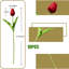 Bouquet de 10 tulipes artificielles, tiges de tulipes en polyuréthane 13,4 po Real Touch Simulation-809339588