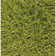 Tapis vert area Baptista