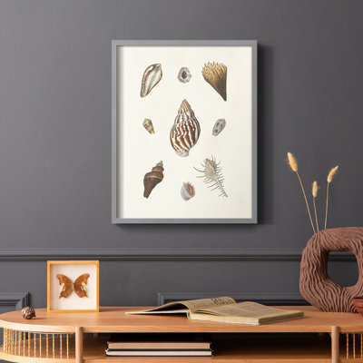 Knorr Shells & Coral IX Framed Print - Solid Wood
