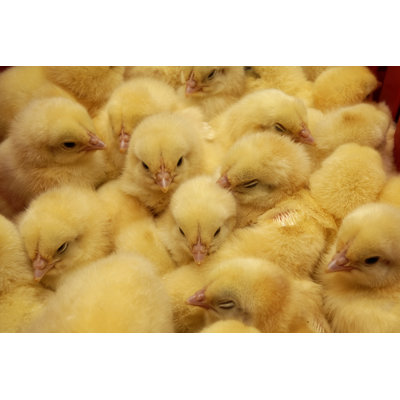 Chick by Ariusz - Wrapped Canvas Print